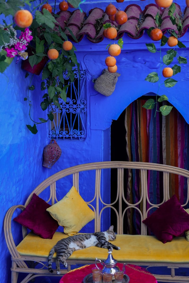 A vibrant Moroccan patio in Chefchaouen with oranges and a striped cat on a bench.how we work