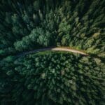 aerial shot of road surrounded by green trees