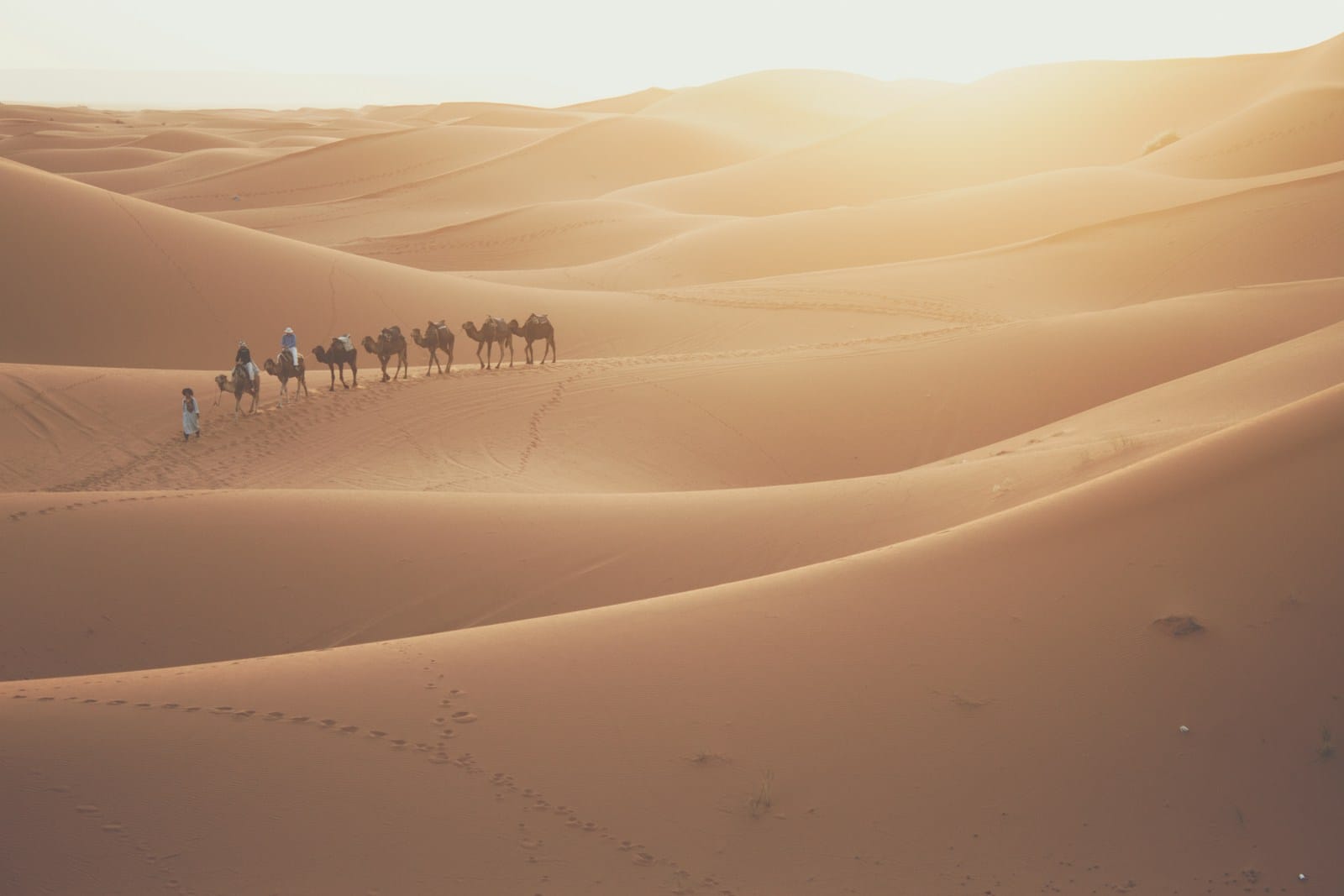 camel walking in the desert at daytime.5 days marrakech to merzouga tour