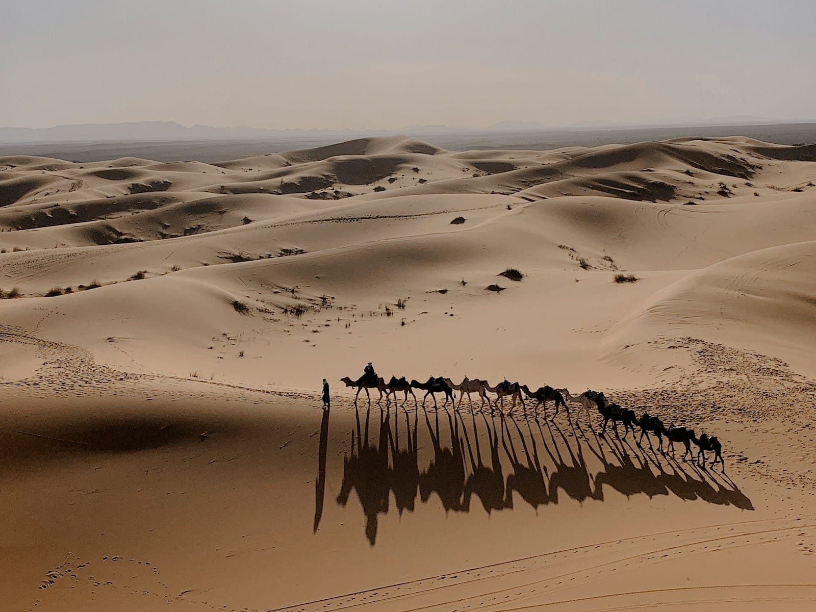 camels on sand during daytime,3 days desert tour Marrakech to Fes