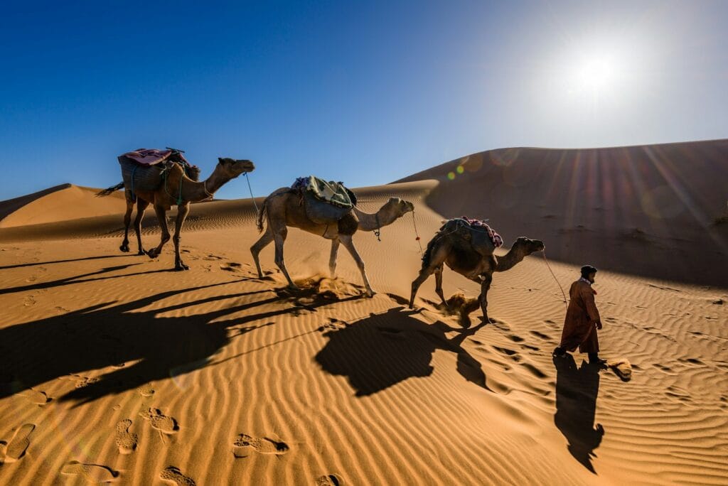 man walking along with camels in desert,morocco weather december