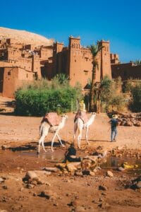 Two camels near ancient moroccan kasbah with people,Morocco in January