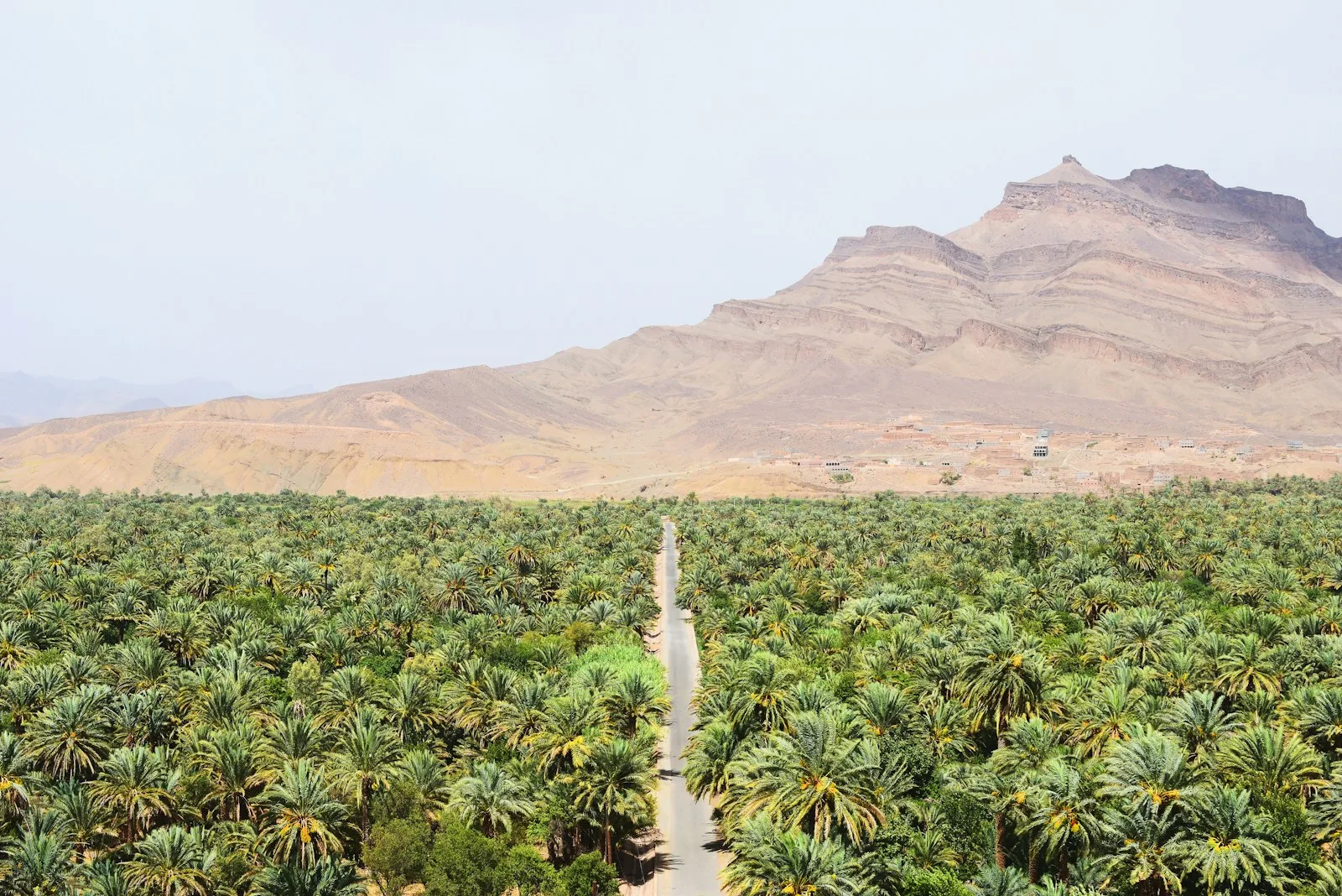 road between green coconut trees at daytime,best places to visit in morocco in february