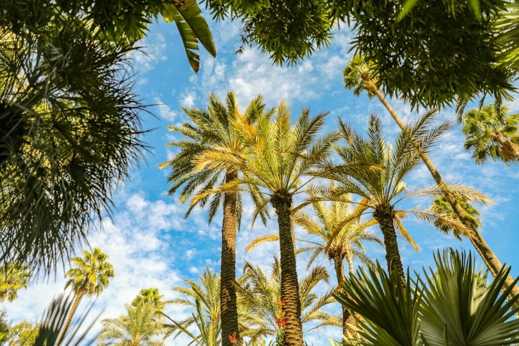 trees and sky,Weather in Morocco in March