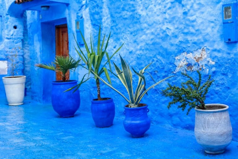 assorted potted plants in blue and gray clay pots near blue concrete wall