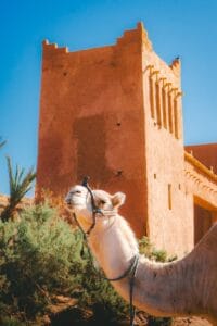 Camel in front of an ancient desert building.Tipping in Morocco