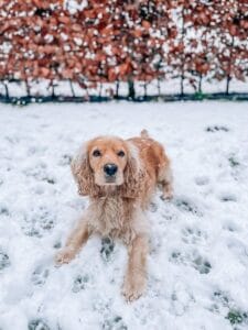 Cocker Spaniel lying in the snow with a winter backdrop, capturing the beauty of the season.