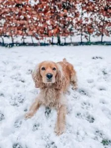 Cocker Spaniel lying in the snow with a winter backdrop, capturing the beauty of the season.