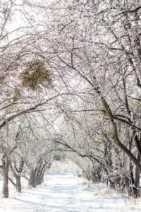 A serene path in a winter forest with snow-draped trees forming an archway.