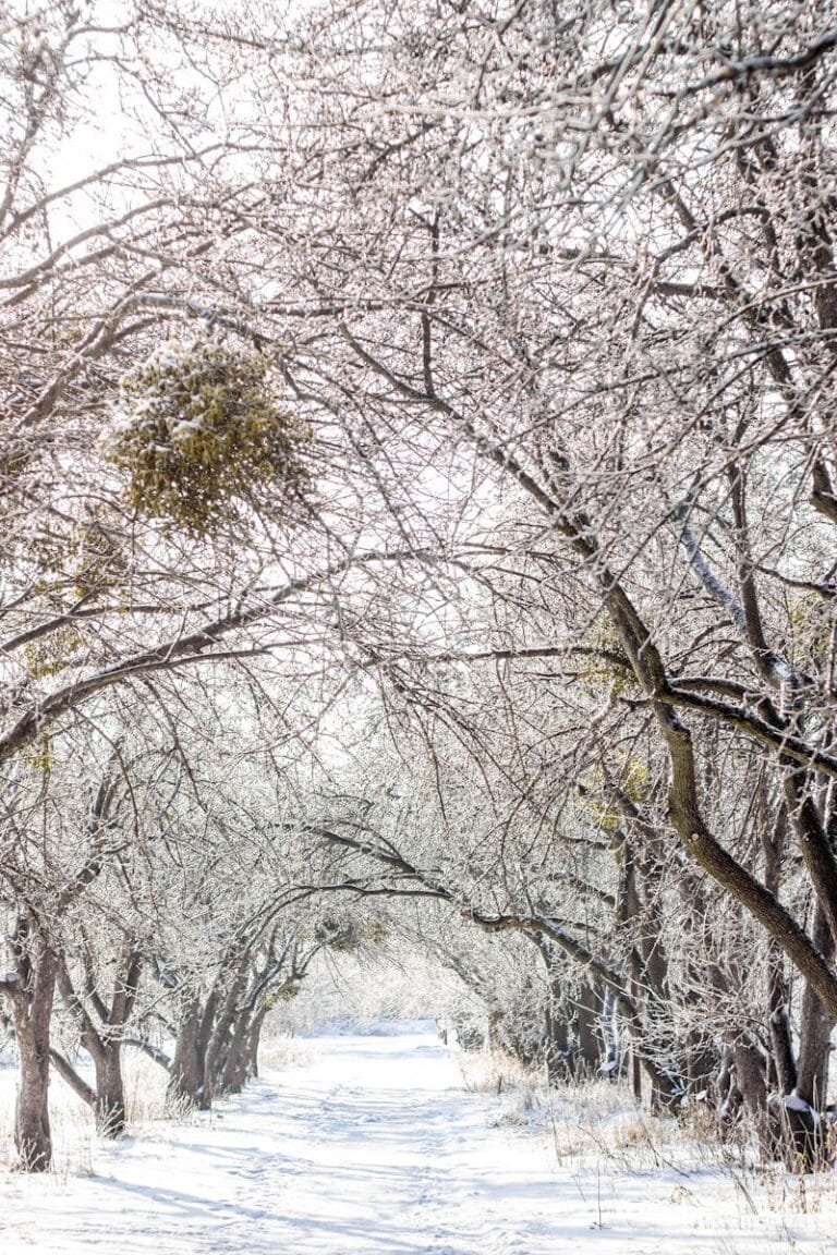Is Ifrane Worth Visiting? Honest Travel Guide