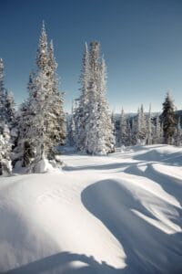Scenic winter landscape of snow-covered coniferous forest in Siberia under clear blue sky.