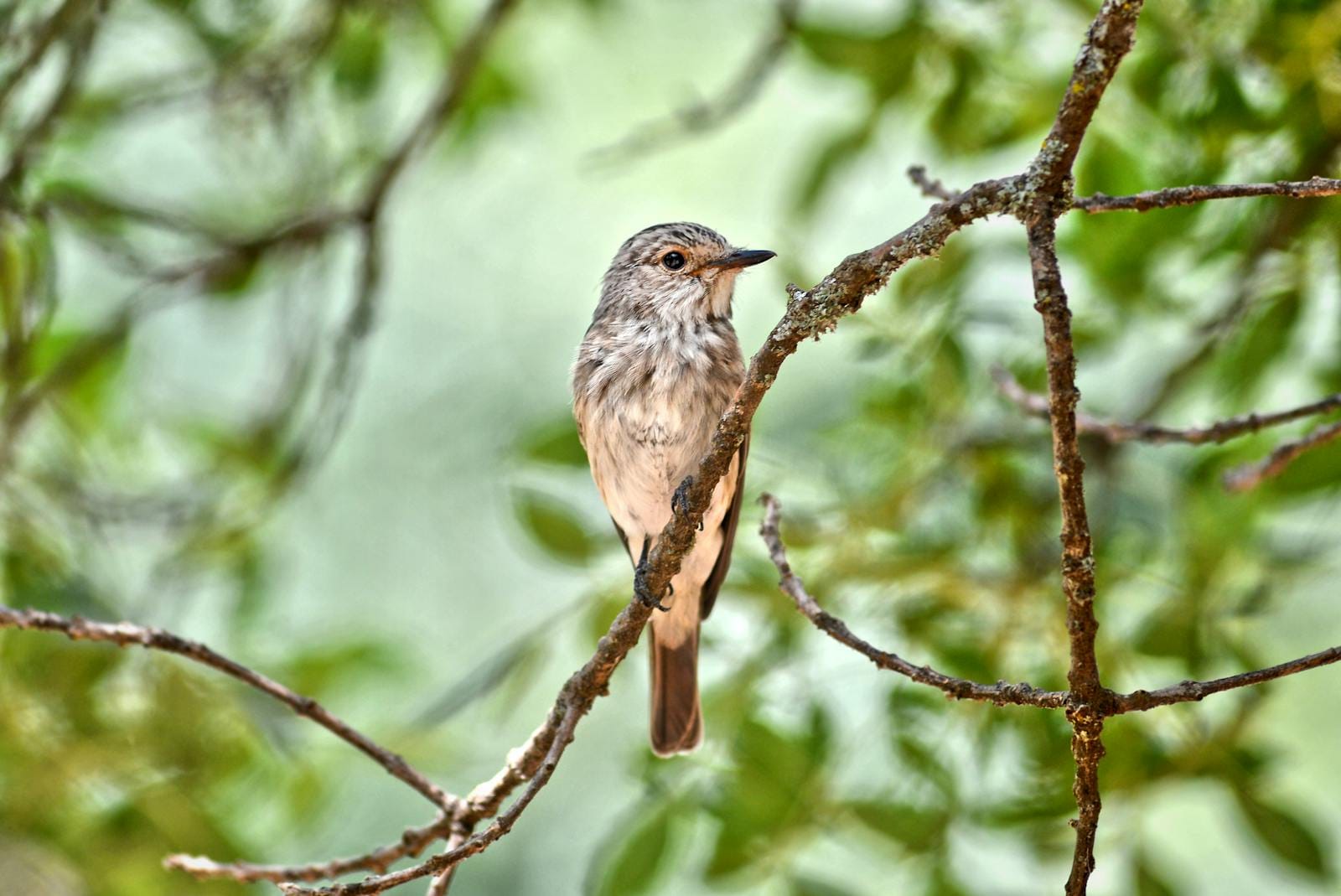 A close-up of a Spotted Flycatcher perched on a branch in a lush Moroccan forest setting.Birding Tours in Morocco