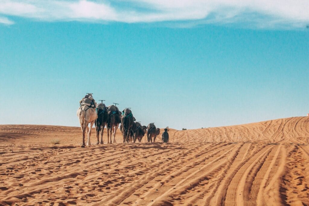 people riding camels on desert during daytime
