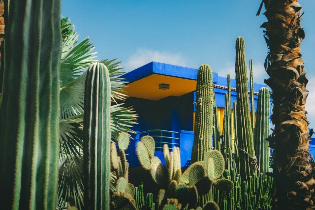 Cacti and palm trees in front of a blue building.