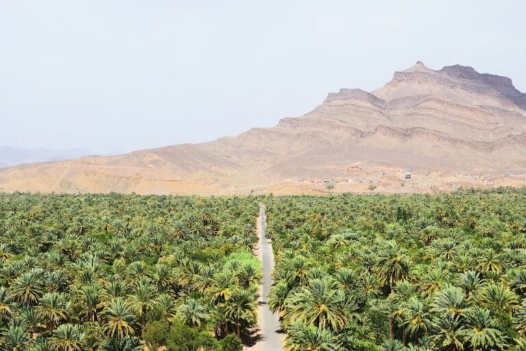 road between green coconut trees at daytime.Draa Valley Morocco