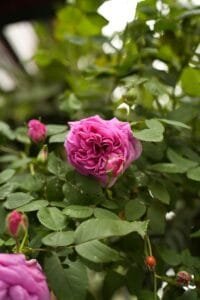 Close-up of a vibrant pink Damask rose blooming on a green shrub in a lush spring garden.flower of morocco