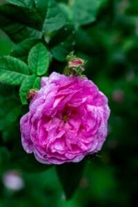 Beautiful pink Rosa Damascena with dewdrops in a lush green garden.flower of morocco