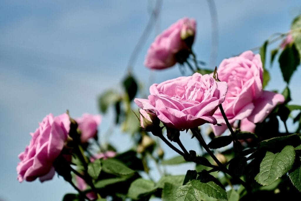 Close-up of blooming pink roses against a clear blue sky, epitomizing spring beauty and freshness.flower of morocco