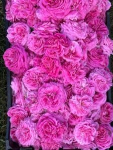 A basket filled with vibrant pink roses viewed from the top, showcasing their lush petals.flower of morocco