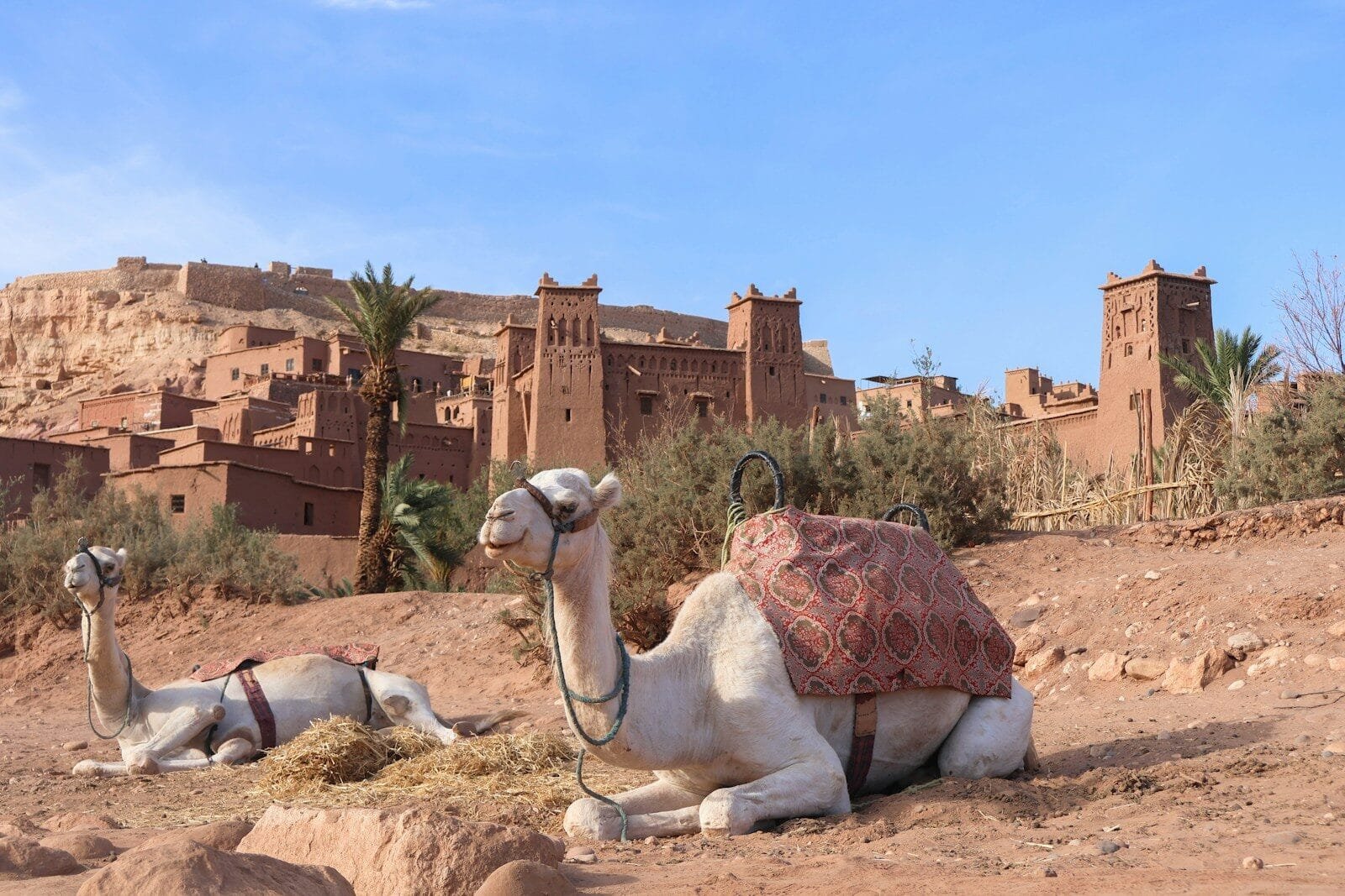 Two camels rest in front of ancient moroccan architecture.3 Days Family Desert Tour Marrakech to Fes