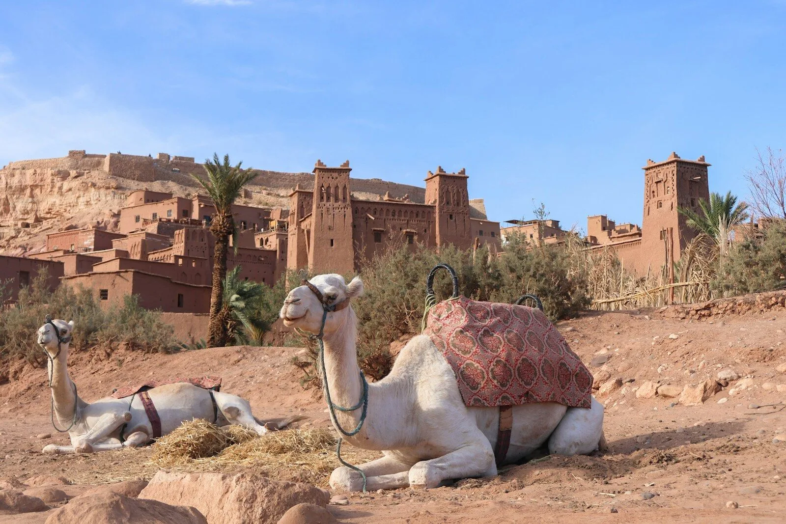 Two camels rest in front of ancient moroccan architecture.3 Days Family Desert Tour Marrakech to Fes