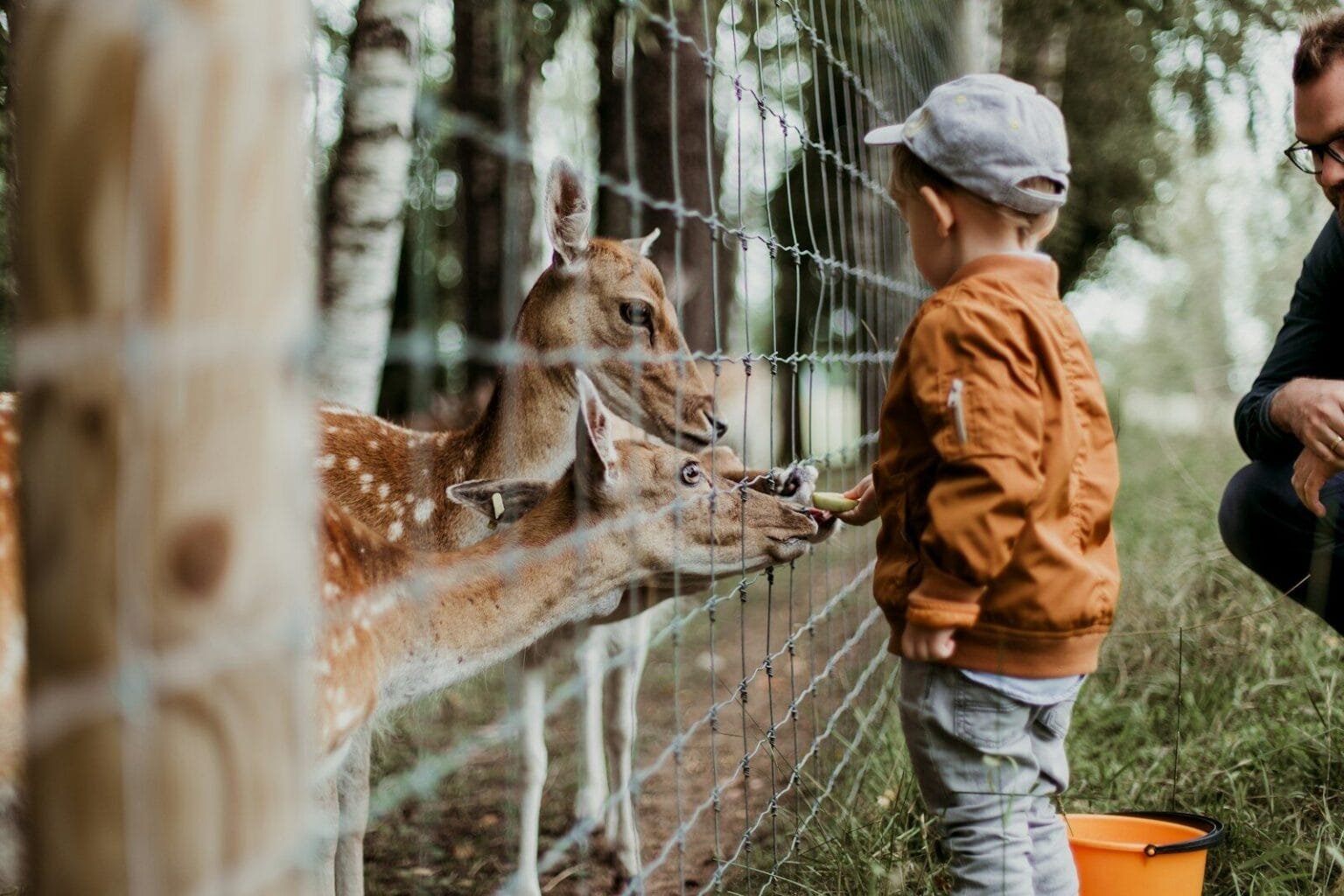 boy feeding a animal during daytime. rabat with kids.Is Rabat Worth Visiting With Kids