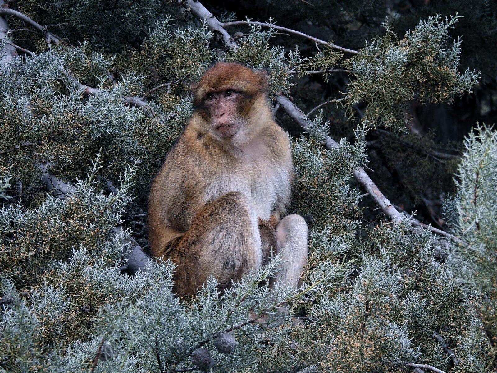 a monkey is sitting in a tree looking at the camera.Ifrane National Park