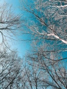 leafless tree under blue sky.Ifrane National Park