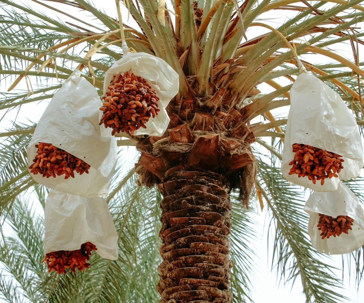 Close-up view of date bundles on a palm tree in morocco,3 days desert tour from Fes to Marrakech