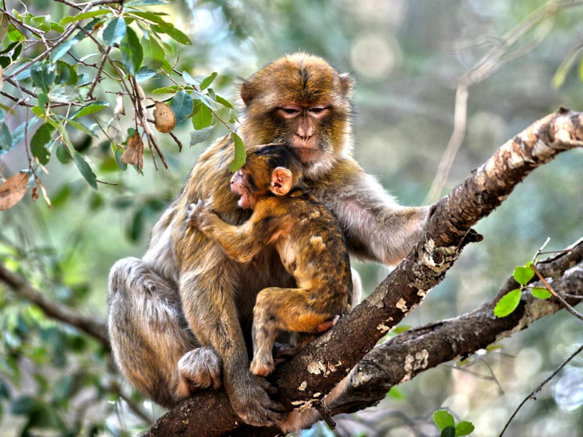 A mother Barbary macaque lovingly holding her baby in Ifrane, Morocco's dense forest.11 days tour from Casablanca