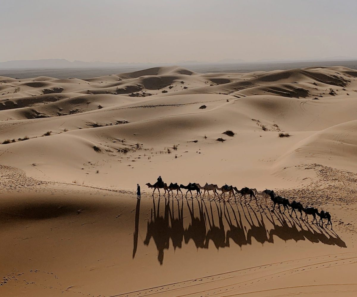 camels on sand during daytime,5 days marrakech to merzouga tour
