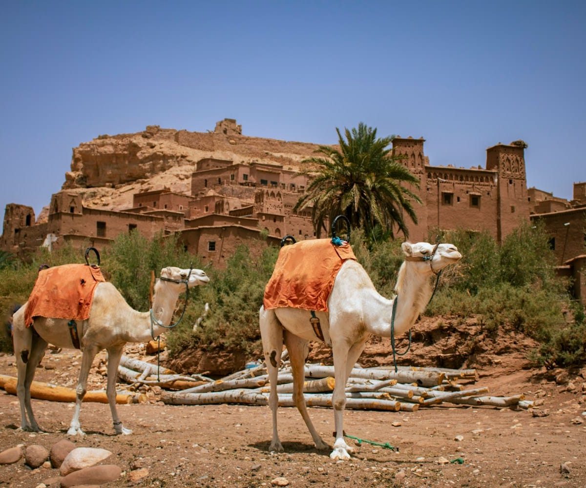 A couple of camels that are standing in the dirt,3 days marrakech to fes